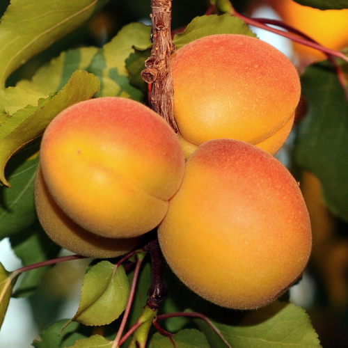 Katy Apricot