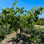 Katy Apricot