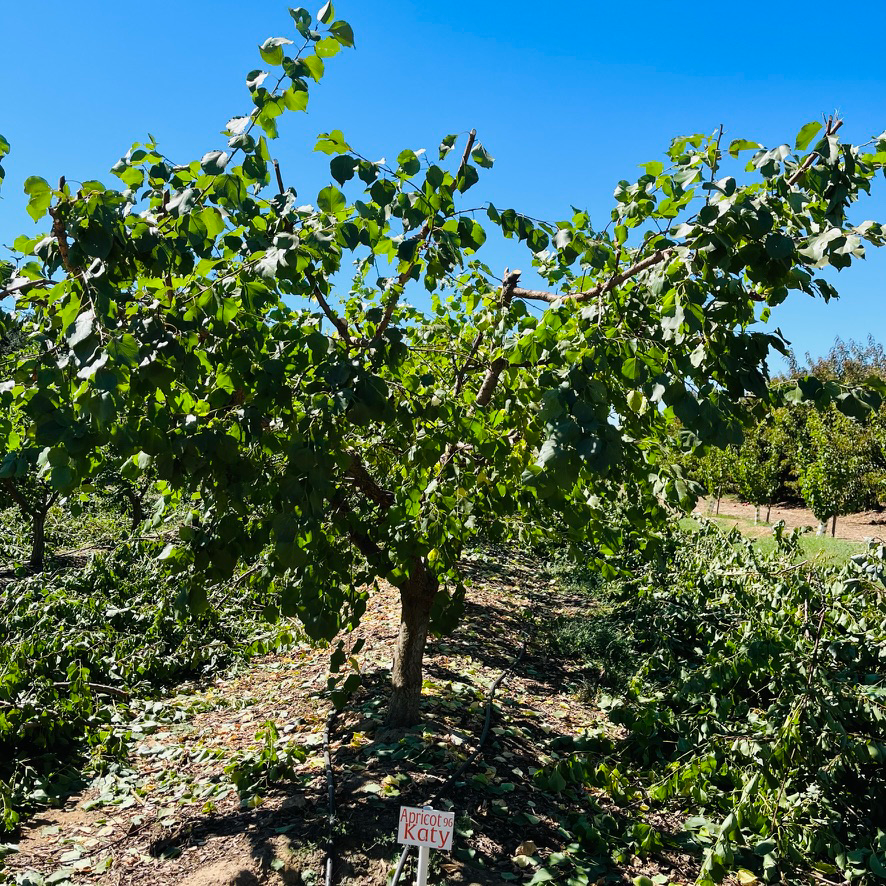 Katy Apricot