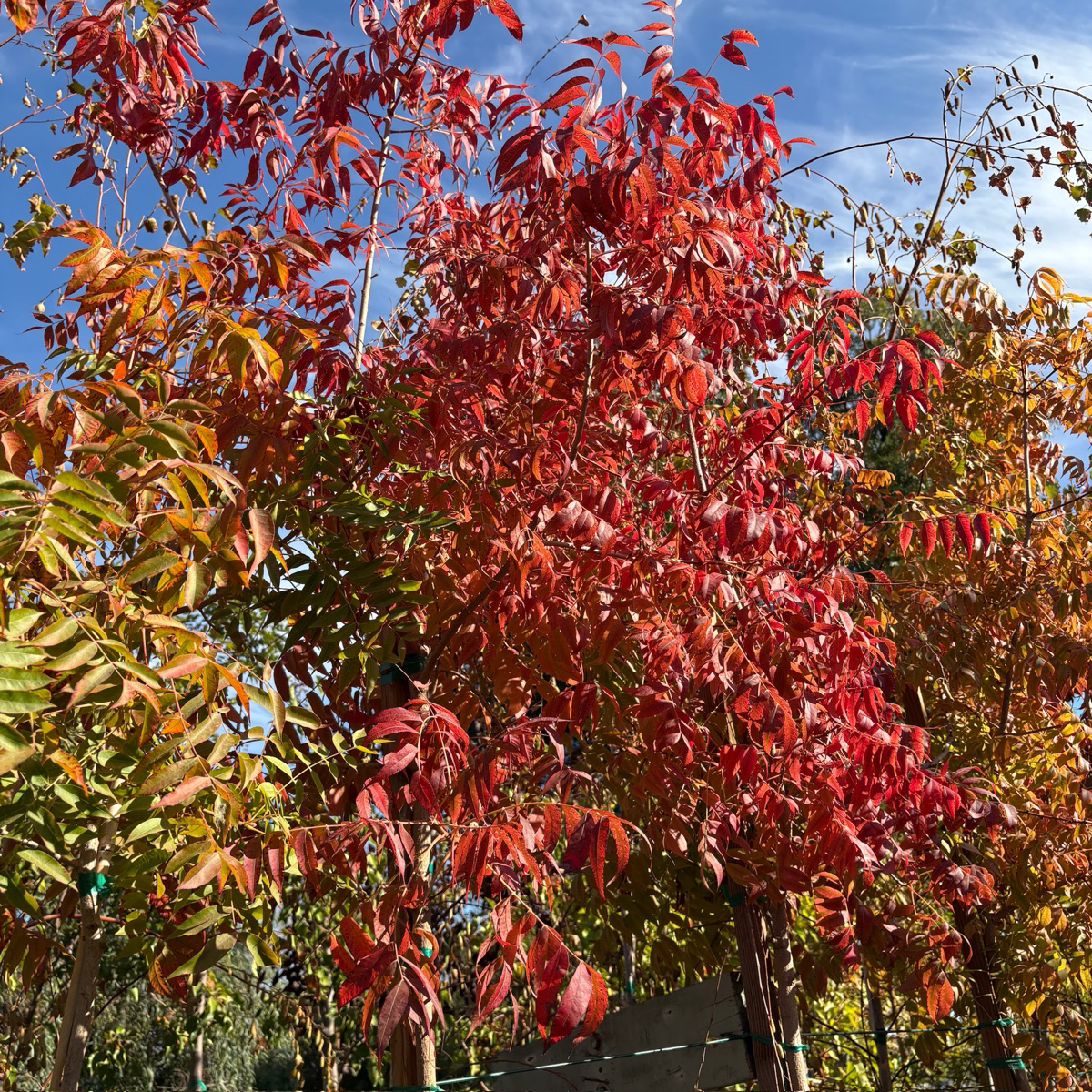 Keith Davey Chinese Pistache Tree with red leaves against a blue sky