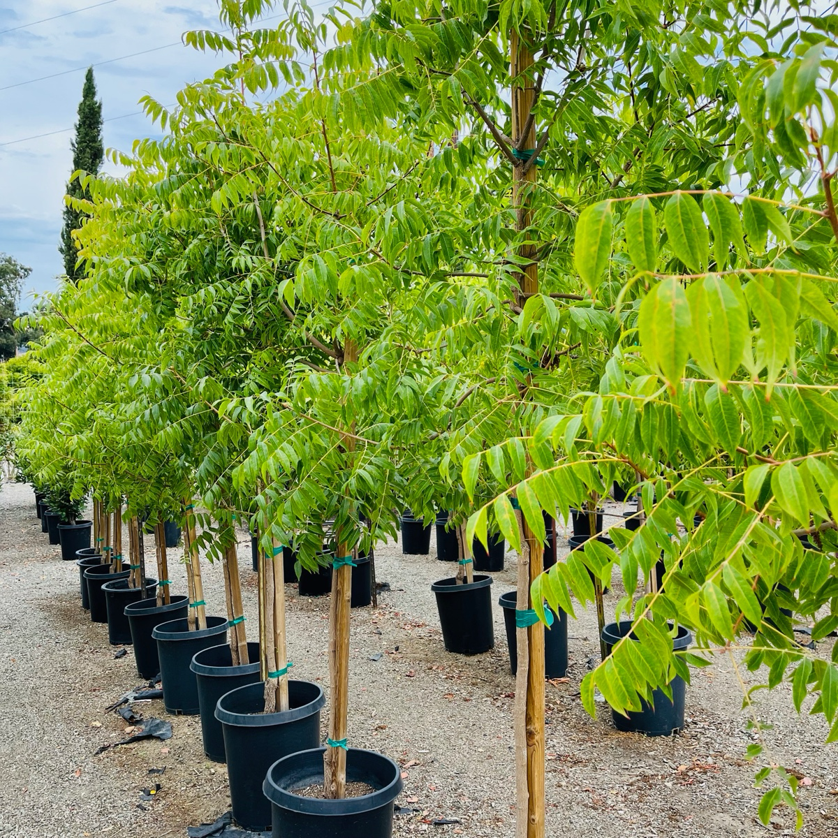 Row of Keith Davey Chinese Pistache trees in black pots with green leaves, set against a natural background.
