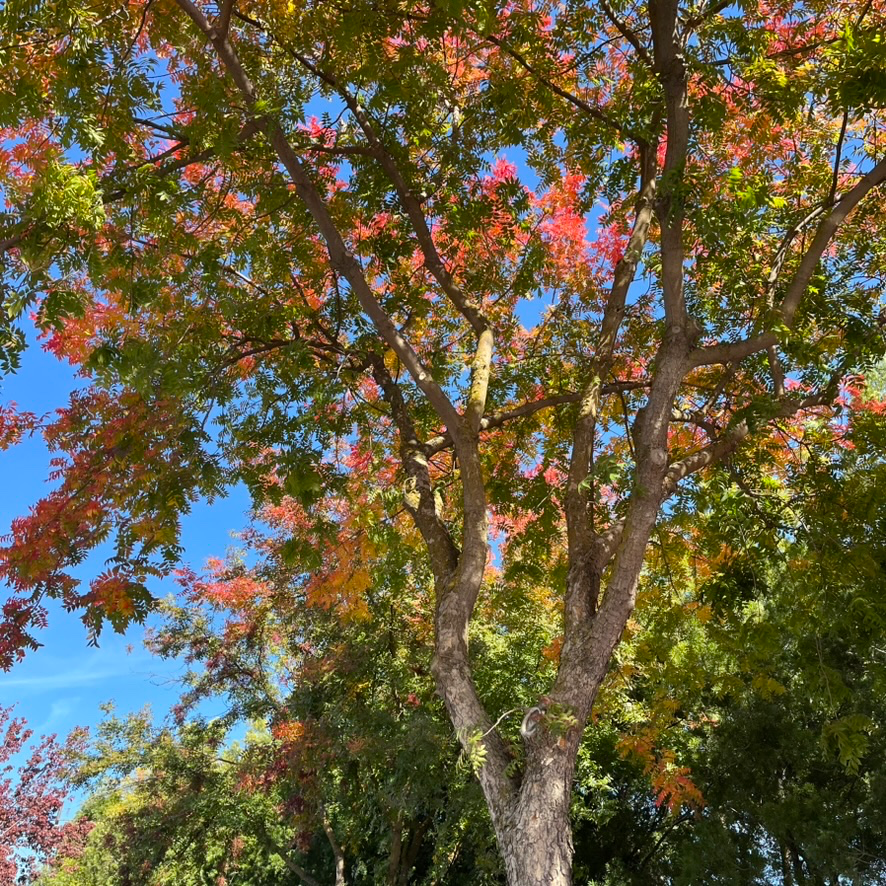 Keith Davey Chinese Pistache Tree with autumn foliage against a blue sky