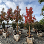 Keith Davey Chinese Pistache Tree