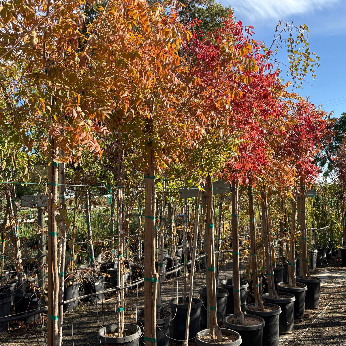 Keith Davey Chinese Pistache Tree | Improved Fall Color & Strong