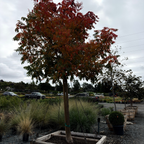 Keith Davey Chinese Pistache Tree