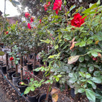 Ketchup & Mustard™ Floribunda Rose