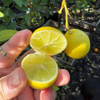  Key Lime