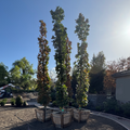 Kindred Spirit Hybrid Oak