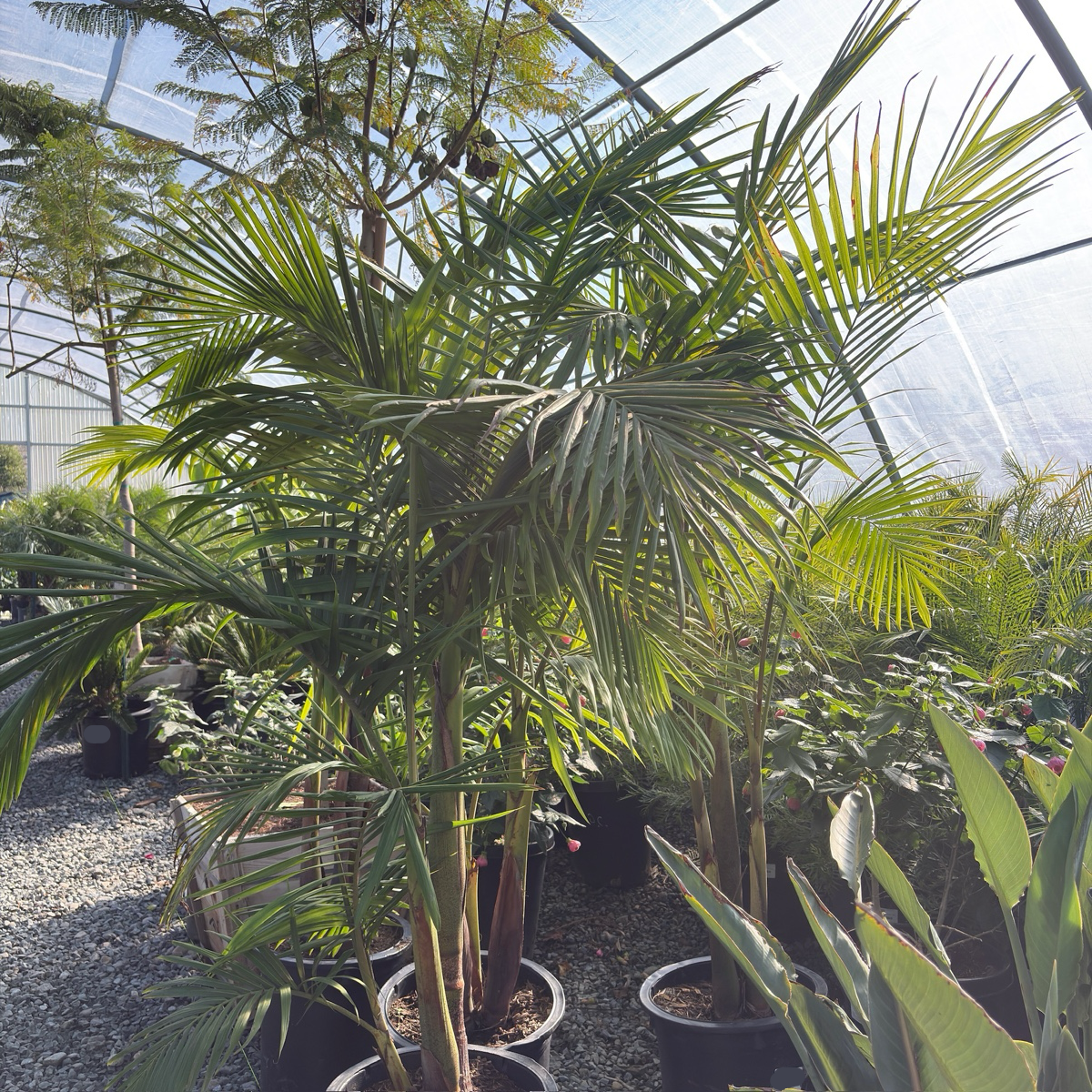 King Palm