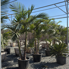King Palm
