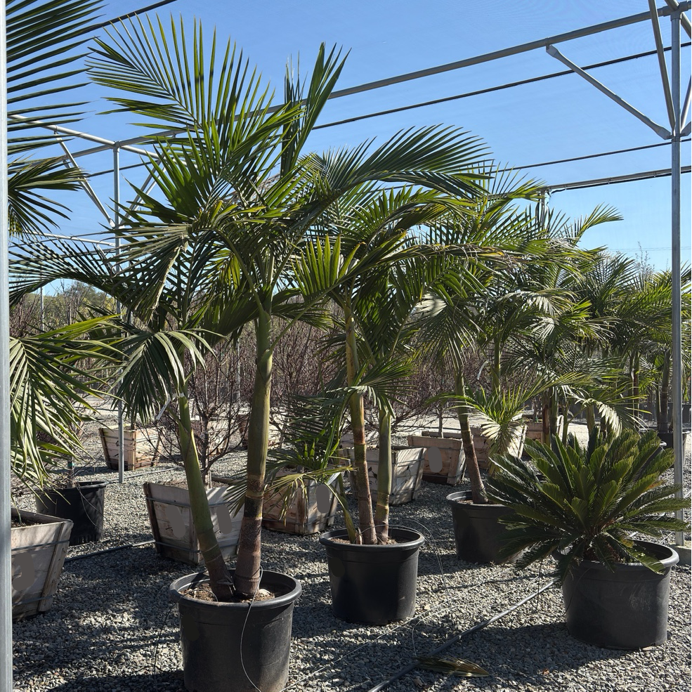 king palm indoor plant King Palm (Archontophoenix cunninghamiana)