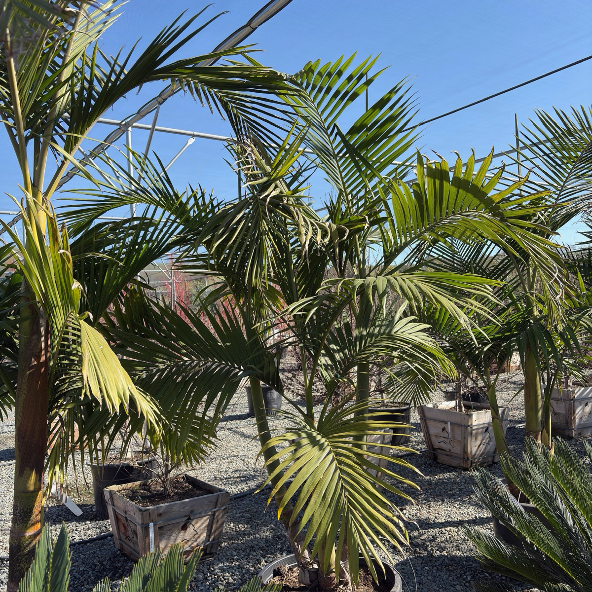 King Palm