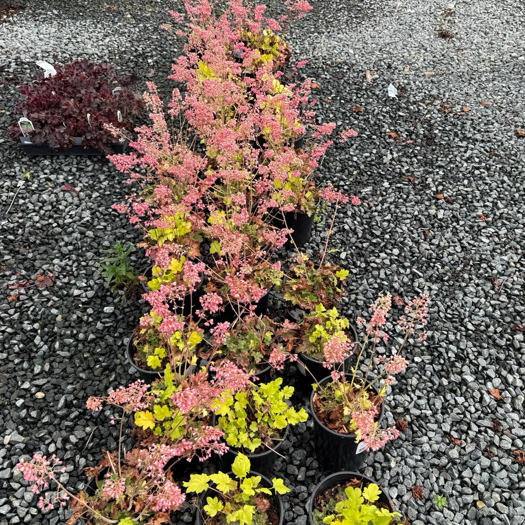 Kira Green Tea Coral Bells