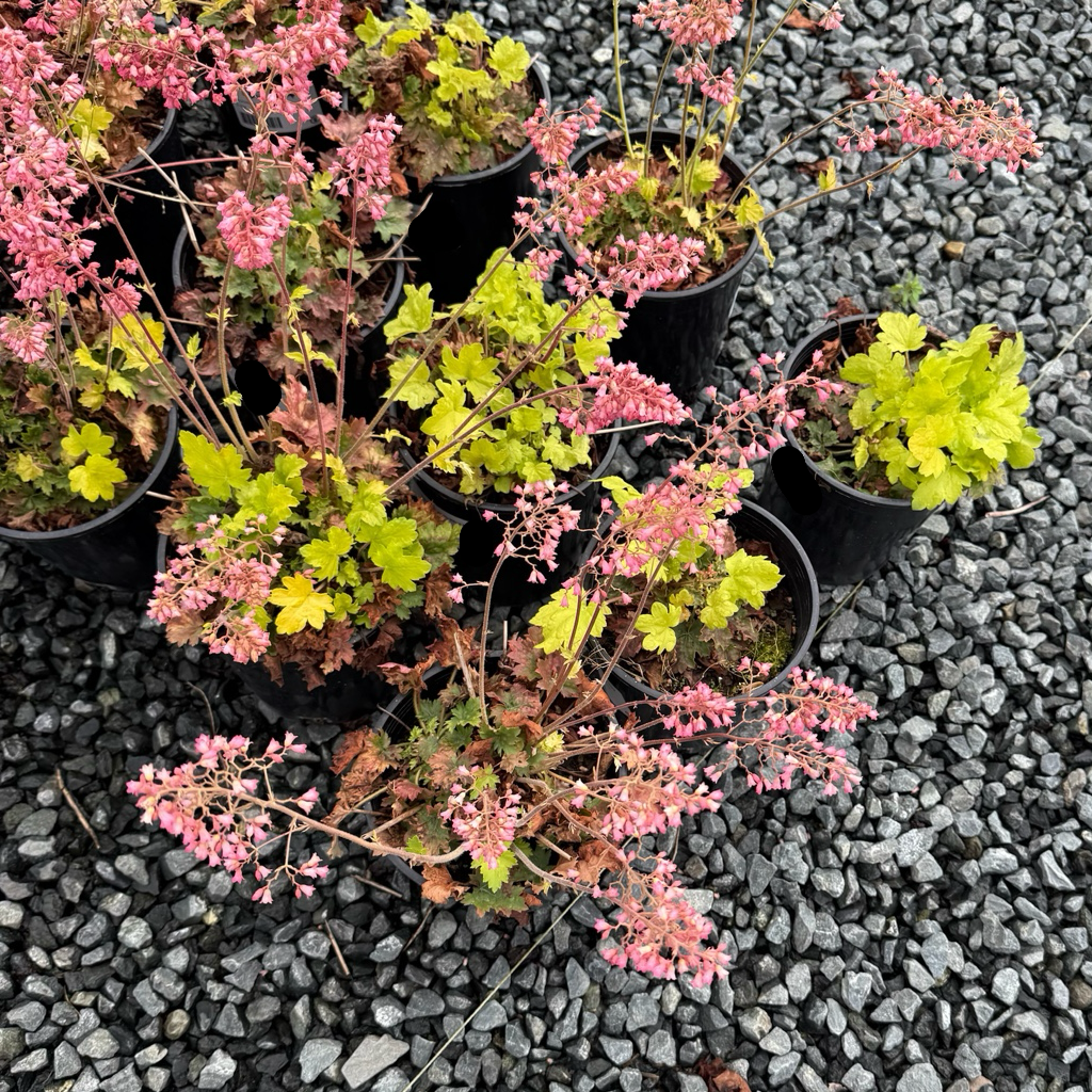 Kira Green Tea Coral Bells (Heuchera 'Kira Green Tea') | Lime