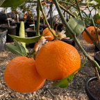 Kishu Seedless Mandarin growing on a tree branch with a blurred background of more trees and pots.