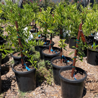 Row of potted Kishu Seedless Mandarin plants with stakes in a garden setting