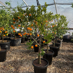 Potted Kishu Seedless Mandarin citrus plants with small Mandarin in a greenhouse setting