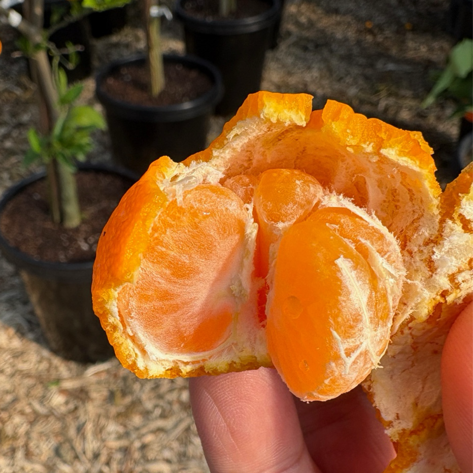Hand holding peeled Kishu Seedless Mandarin with potted plants in the background