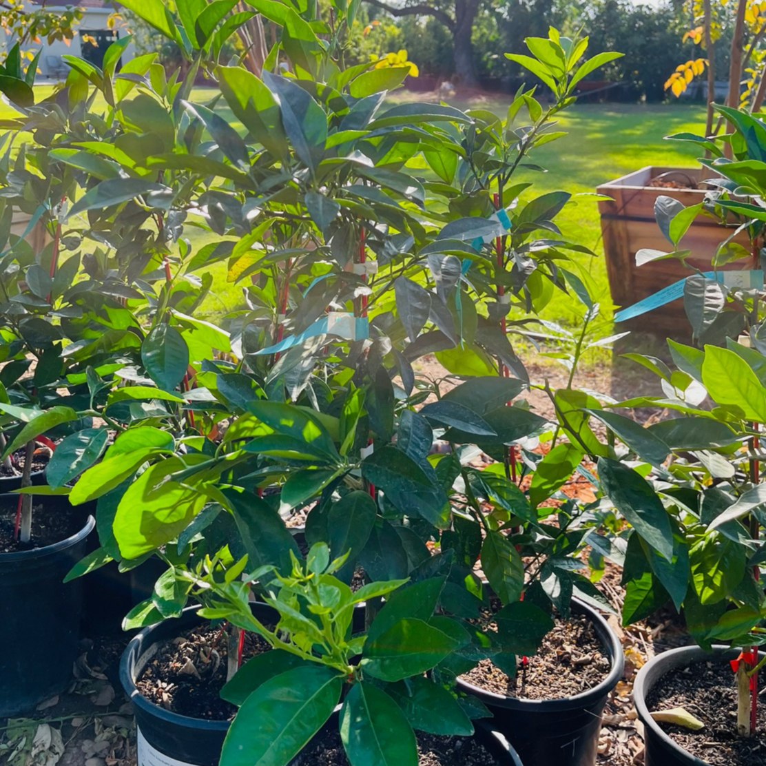 Potted Kishu Seedless Mandarin plants in a garden setting with greenery and a wooden structure in the victory nursery california.
