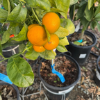 Kishu Seedless Mandarin growing on a tree with potted plants in the victory nursery