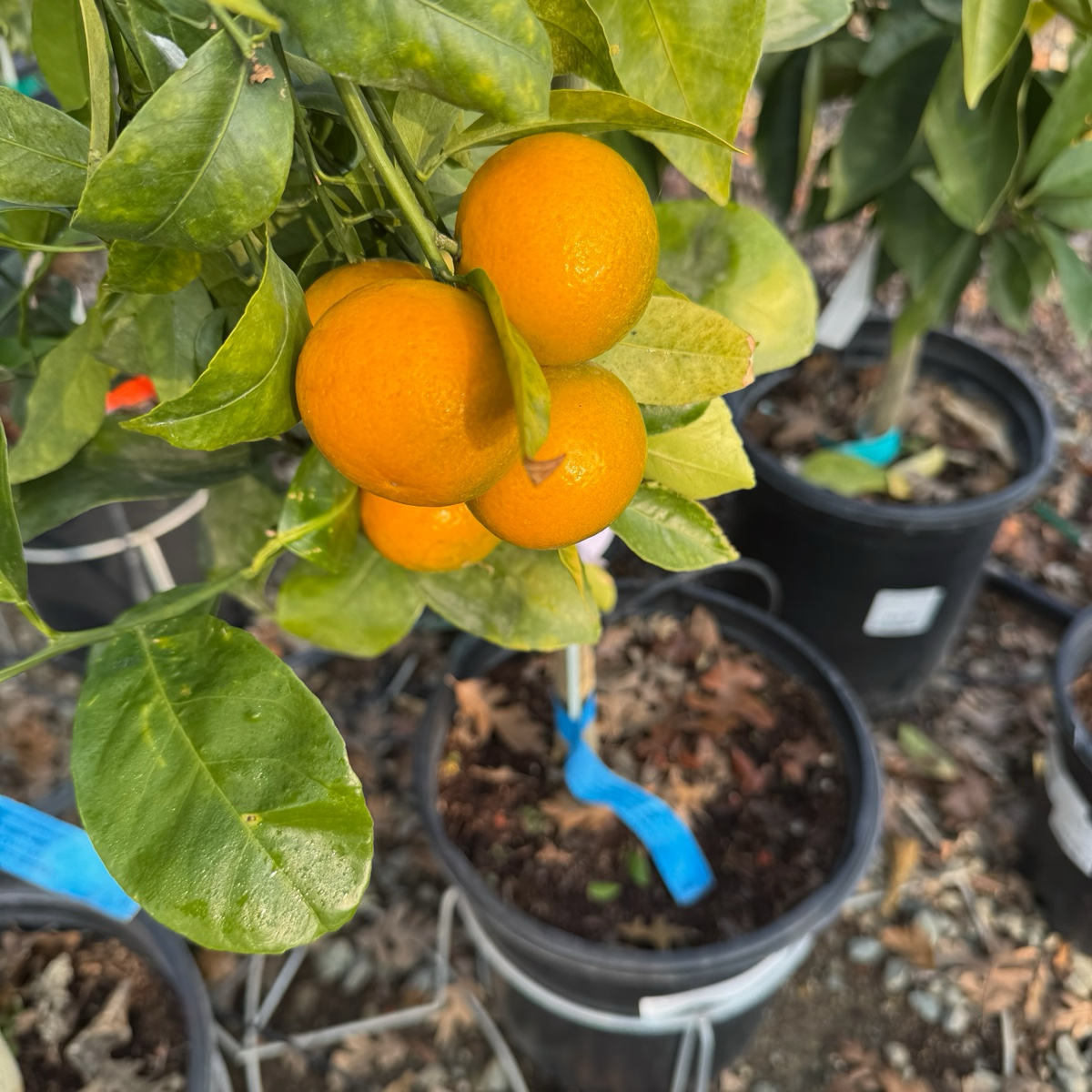 Kishu Seedless Mandarin growing on a tree with potted plants in the victory nursery