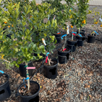 Potted Kishu Seedless Mandarin citrus plants in a nursery setting