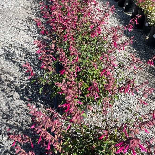 Kisses and Wishes Sage