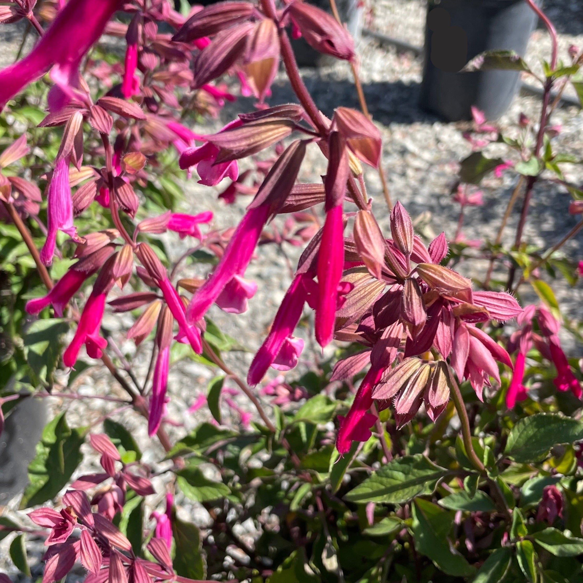 Kisses and Wishes Sage