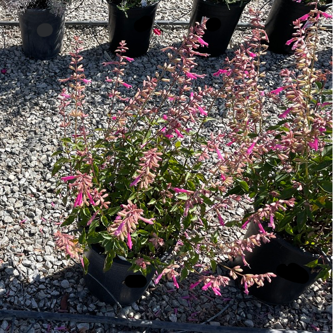 Kisses and Wishes Sage