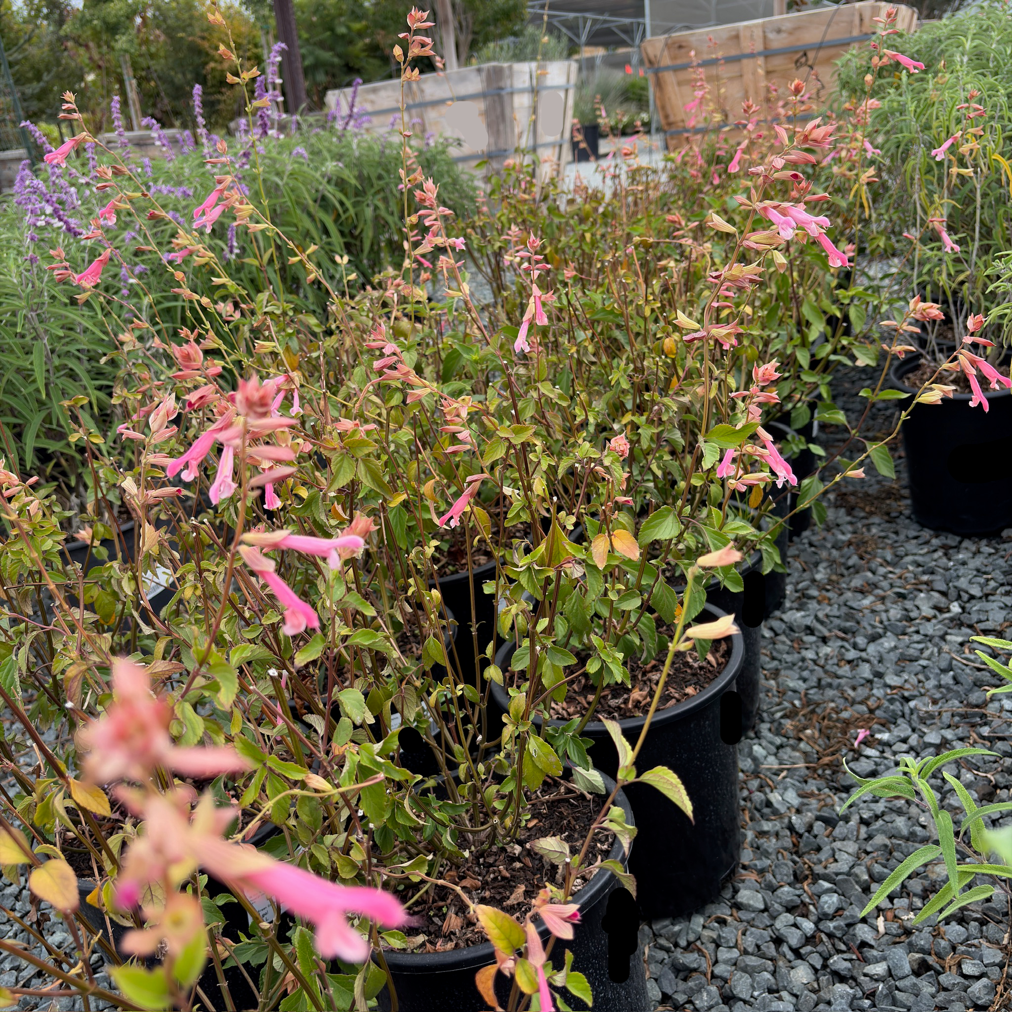 Kisses and Wishes Sage