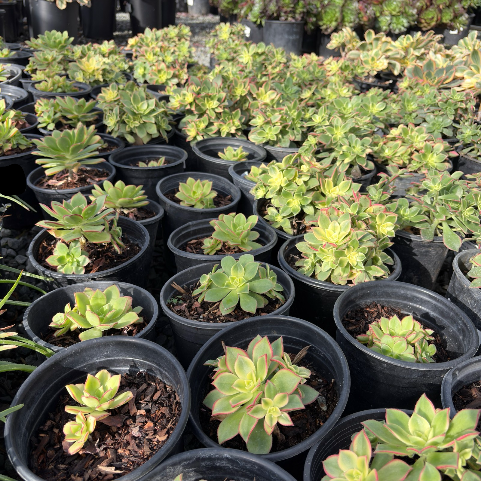 kiwi succulent plant Kiwi Aeonium