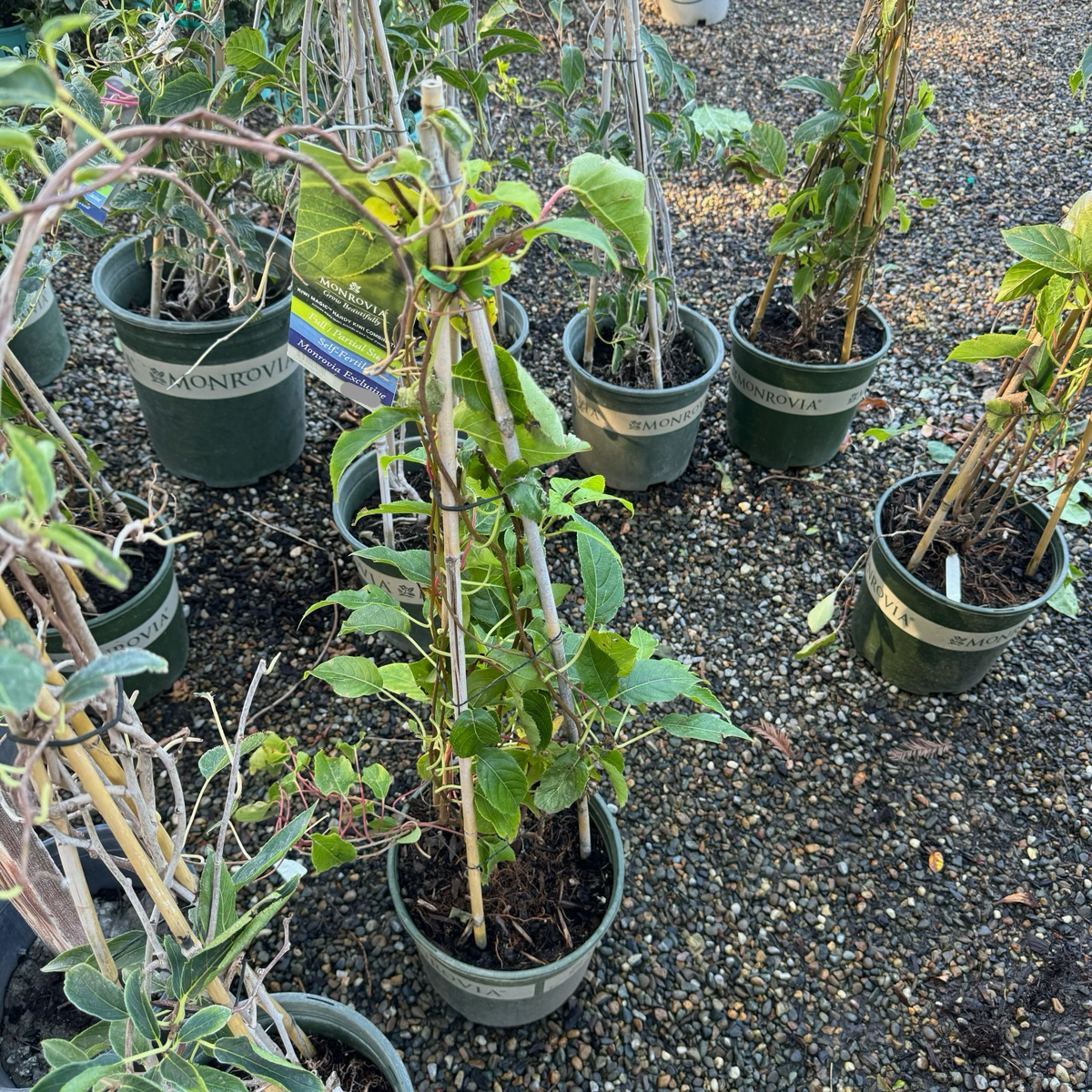 Kiwi Magic Hardy Kiwi