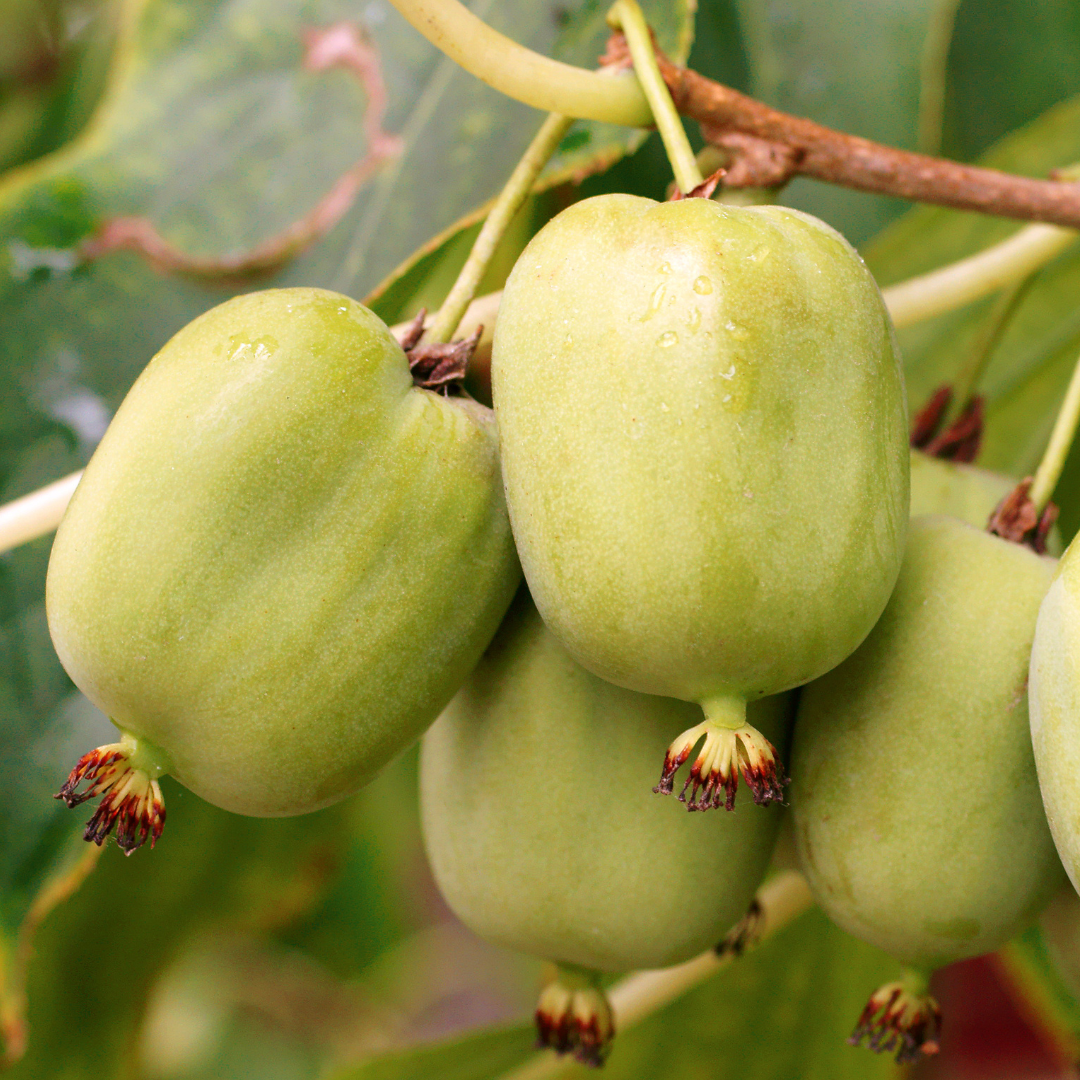 Hardy Kiwi  fruits hanging from a branch with leaves in the background