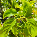 Close-up of Hardy Kiwi  green leaves with a blurred natural background