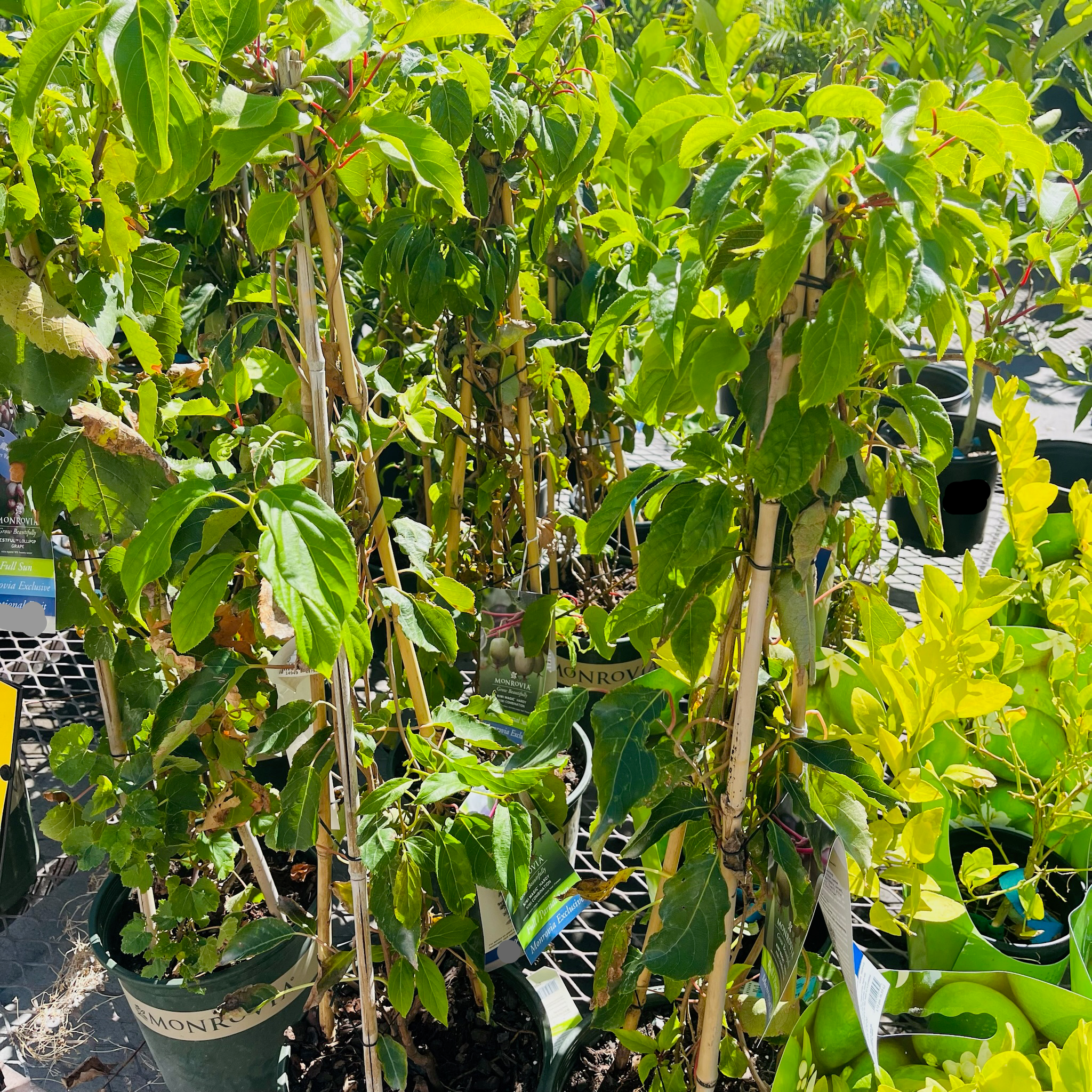 Hardy Kiwi  Plants in pots in a garden center setting