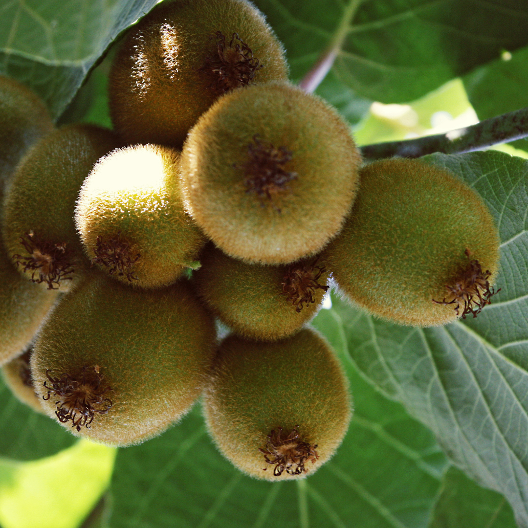 Close-up of  Kiwi fruits on a branch with green leaves.