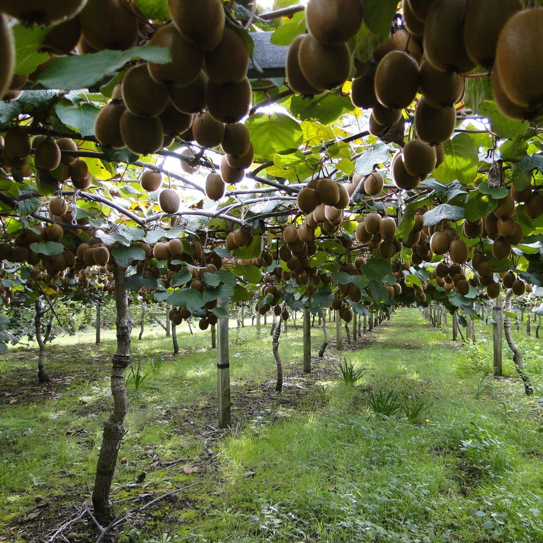 Kiwi fruits hanging from a tree in an orchard