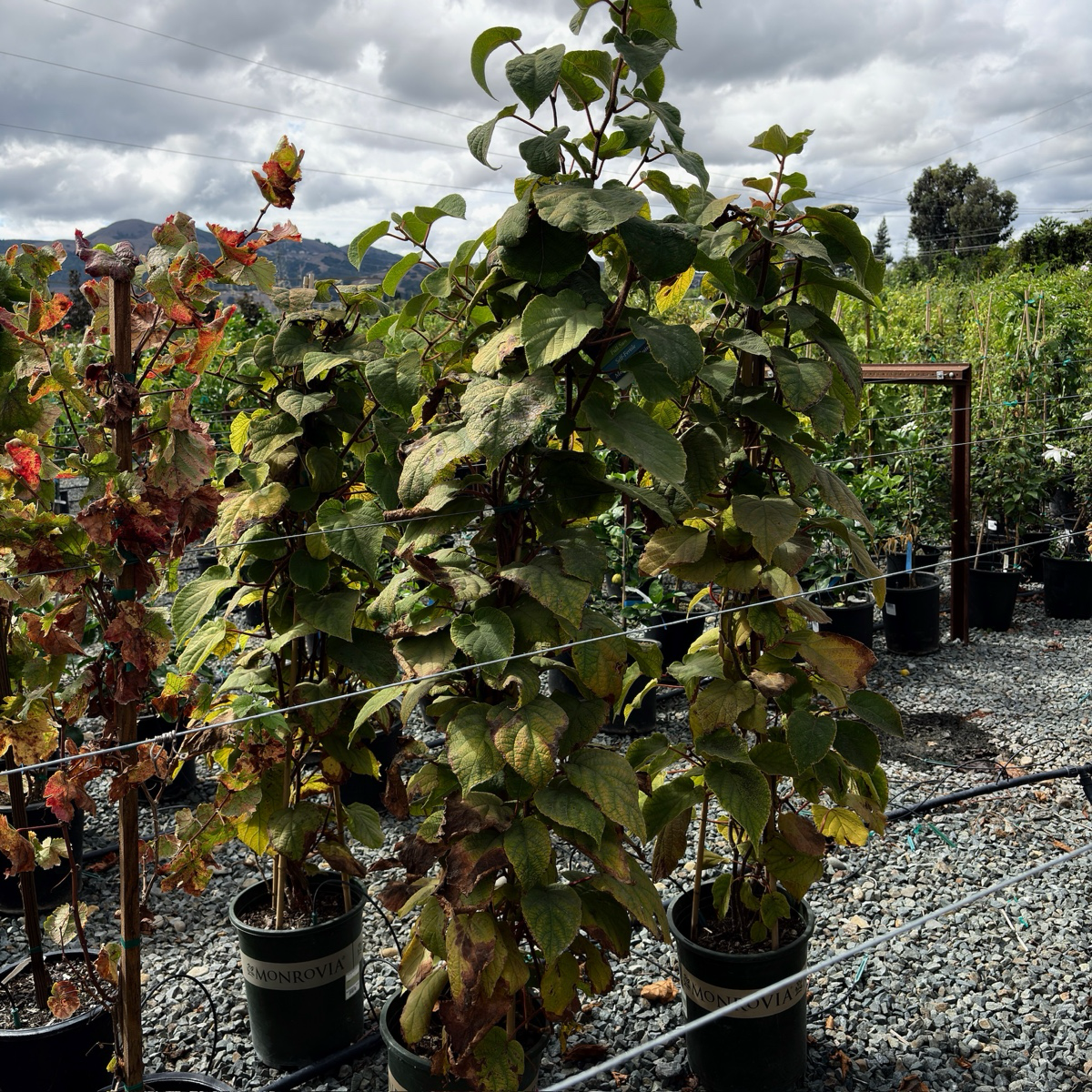 Potted Magic kiwi plants in a garden setting with a cloudy sky