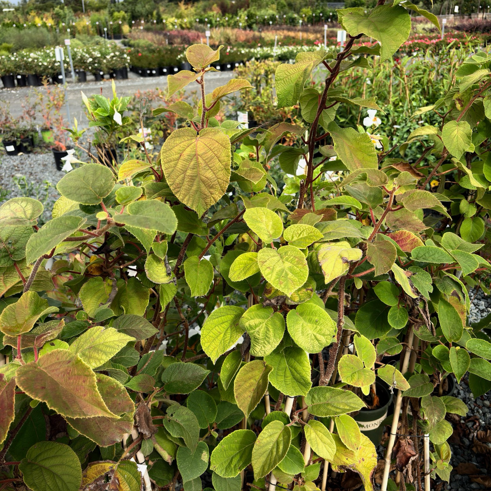 kiwi plants in a nursery setting with various plants in the background