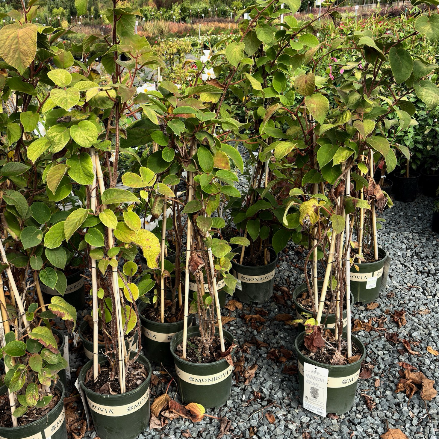 Row of potted Kiwi plants in a nursery setting