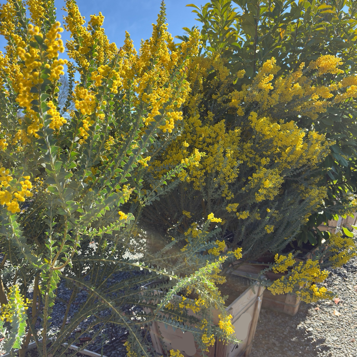 Knifeleaf Acacia