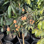 Kohala Longan
