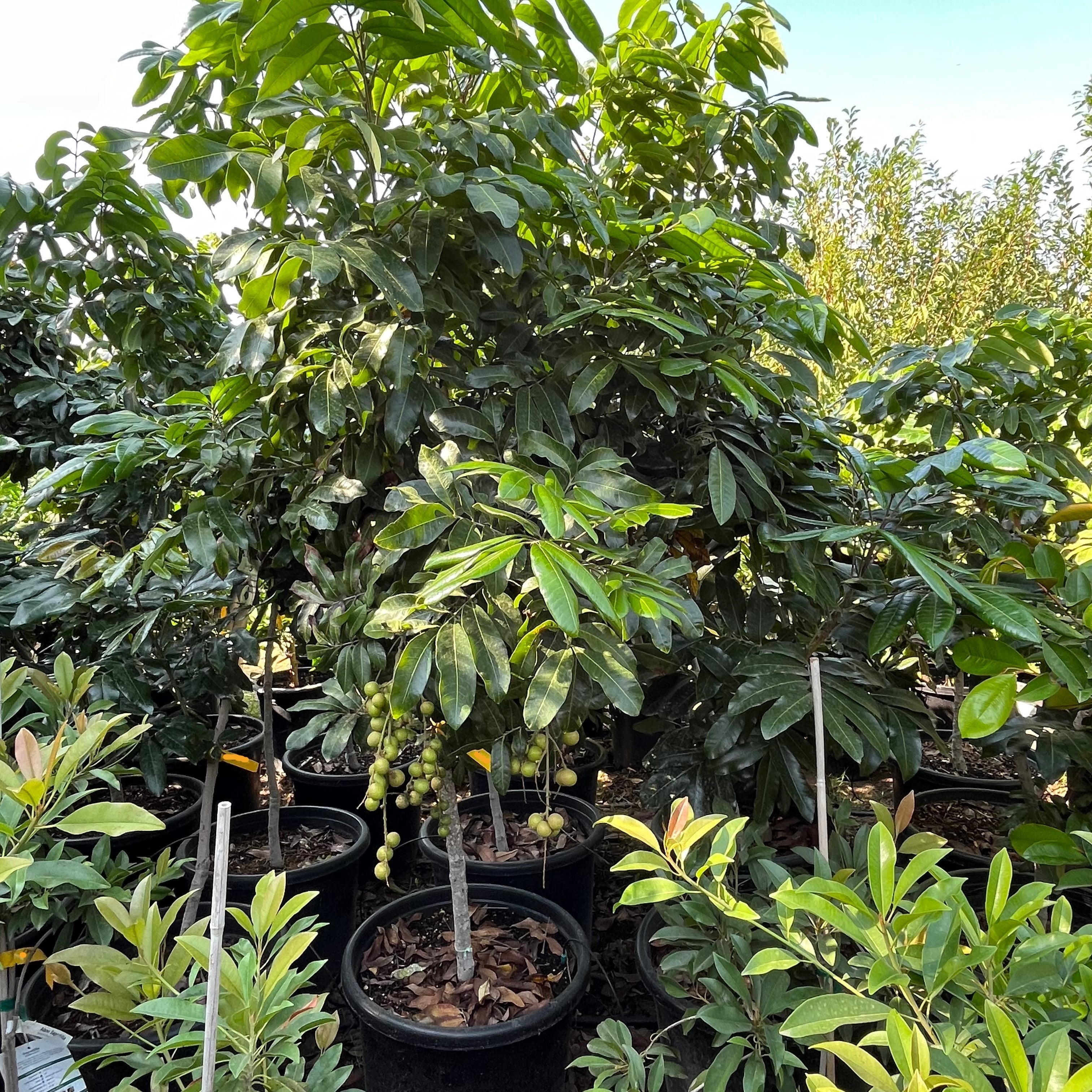 longan tree live plant in a 10 inch growers pot Longan Tree