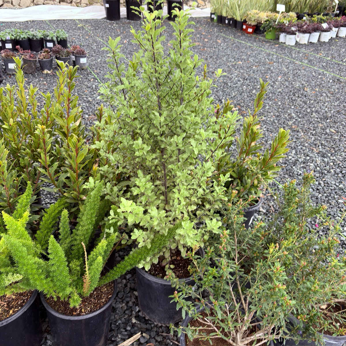 evergreen screening plants in pots Kohuhu