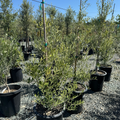 Koroneki Olive 