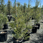 Koroneki Olive 