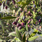 Koroneki Olive 