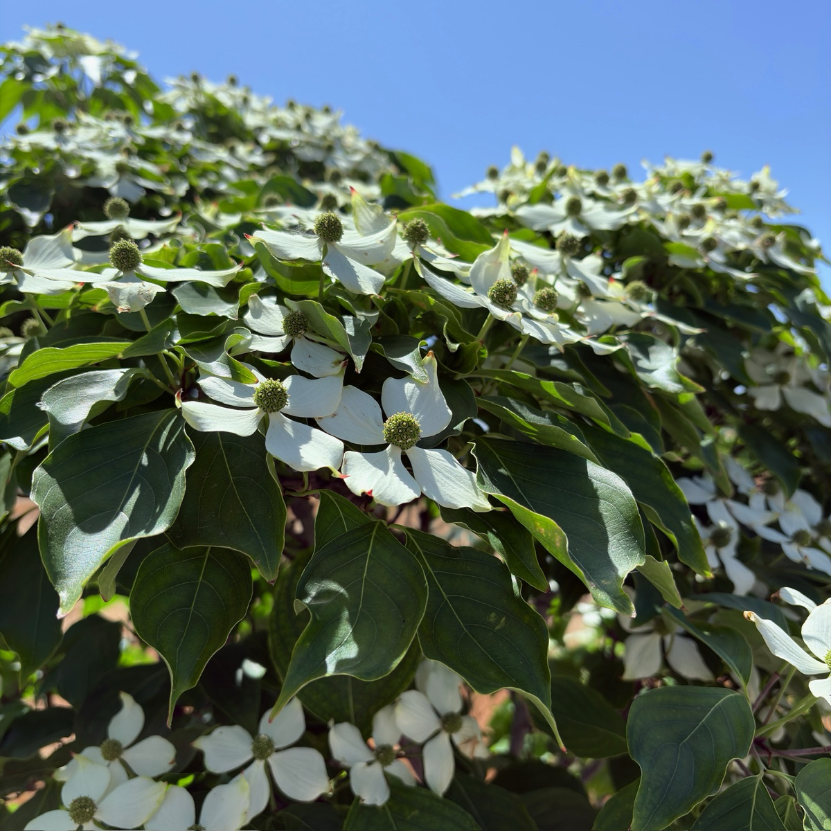 Kousa Dogwood