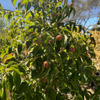 Kousa Dogwood