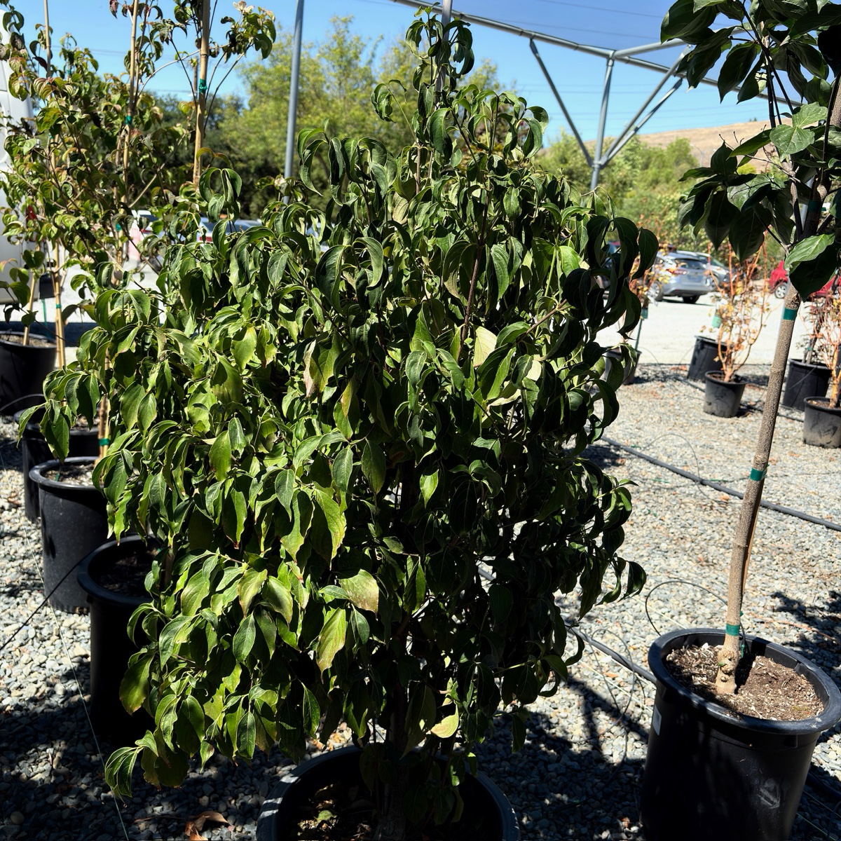 can you plant a dogwood tree in a pot Kousa Dogwood Tree